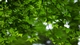 (1.10B) Parts of Plants